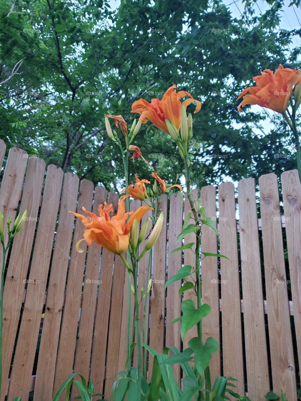 Day lillies standing tall