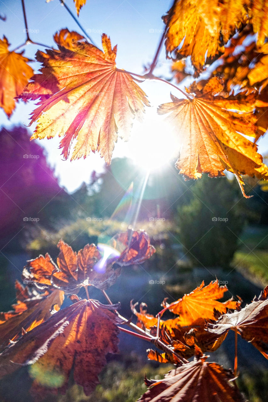 Sunburst through fall leaves