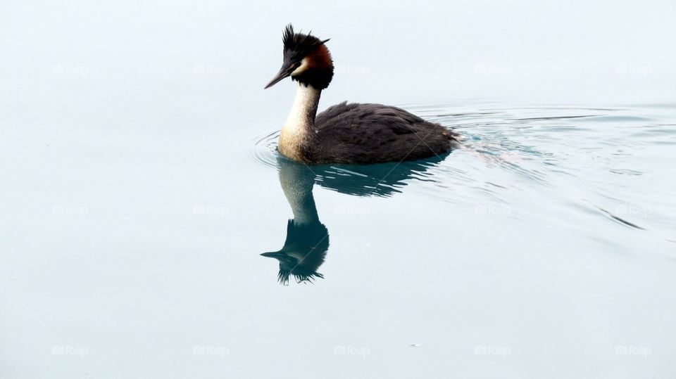Australian crested grebe