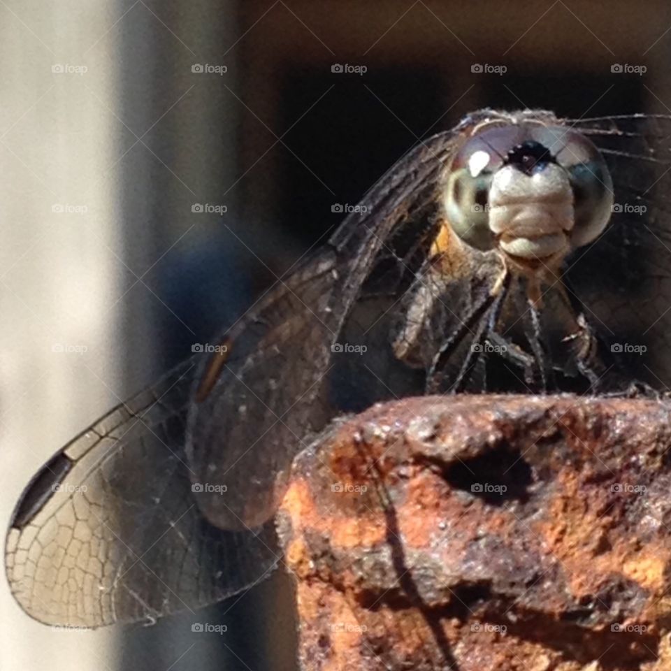 Extreme closeup face of dragonfly looking into camera.
