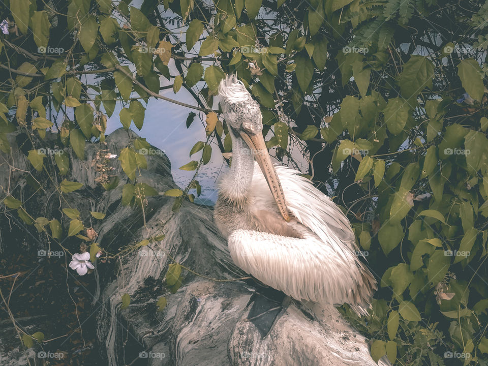 Dehiwala Zoo in sri lanka