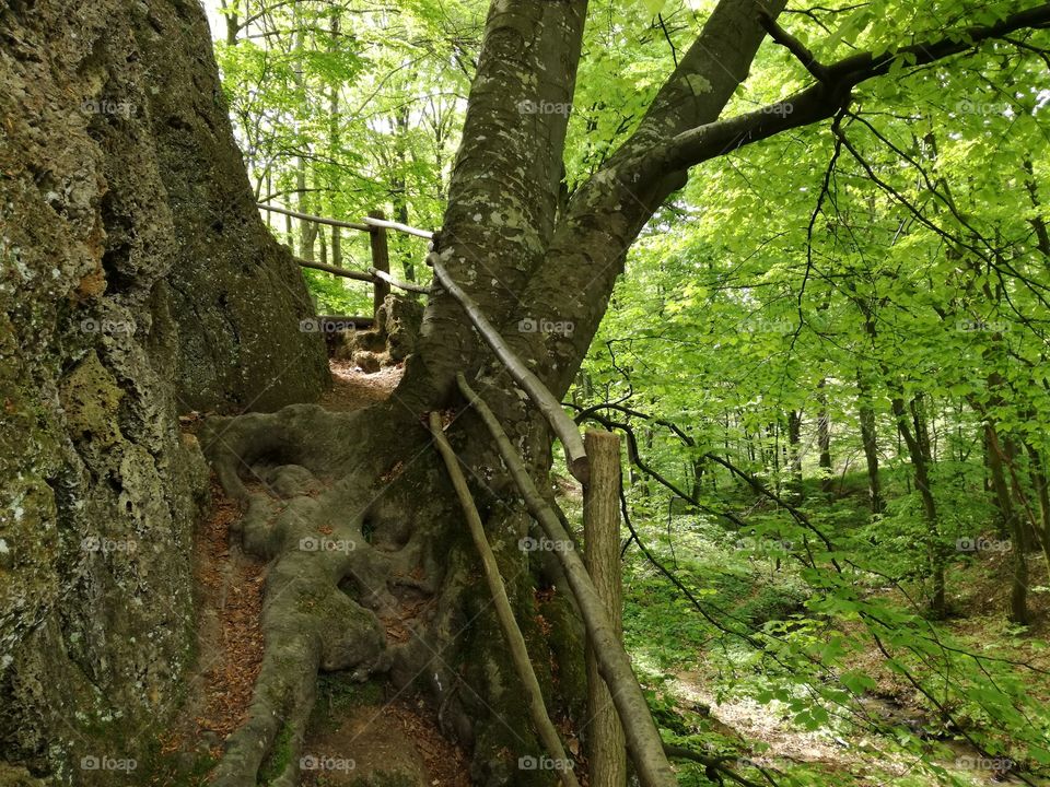 Old tree embedded in rock on hiking trail