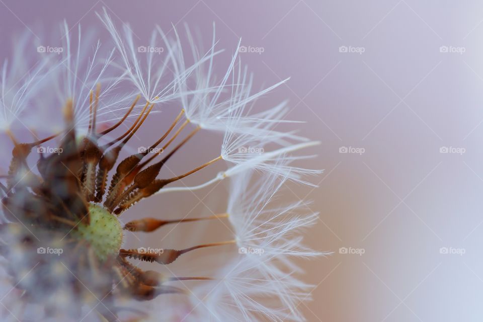 dandelion closeup