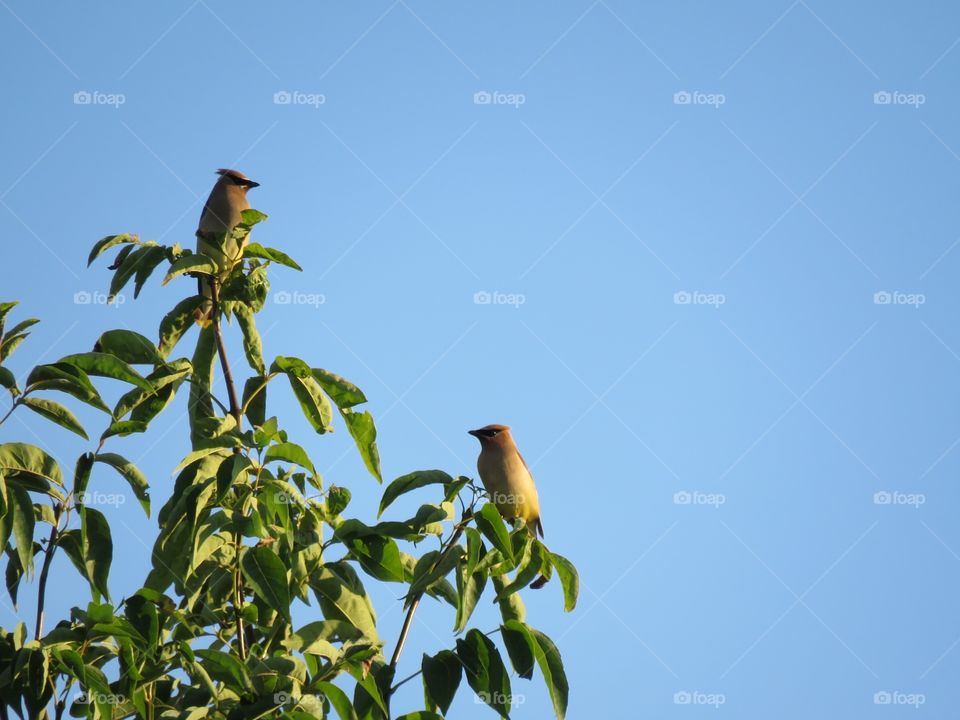 Two Cedar Waxwings perch in a tree on a clear summer day. 