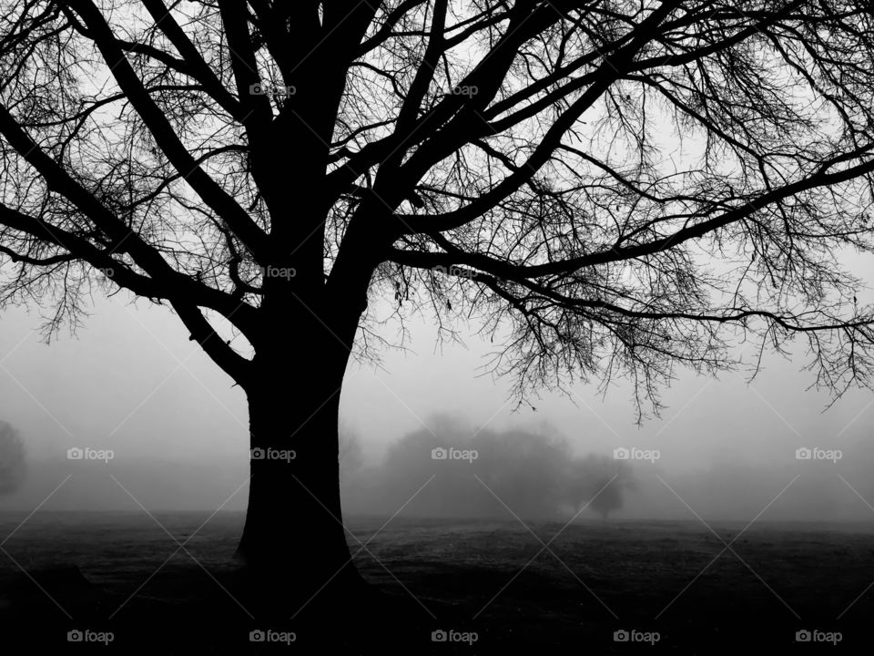 Silhouette of a barren mighty oak tree on a foggy morning at Lake Benson Park in Garner North Carolina. 