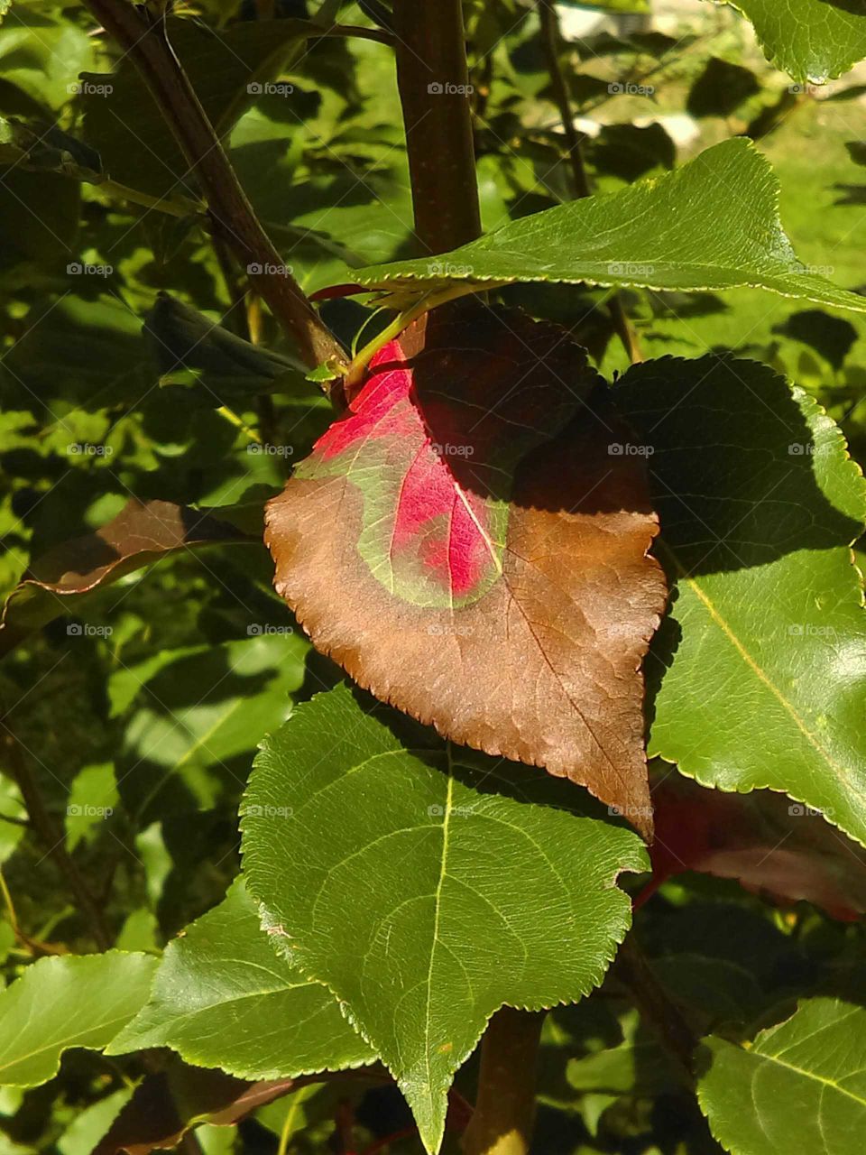 Leaf with color