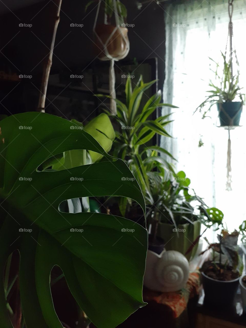 Houseplants Around Us