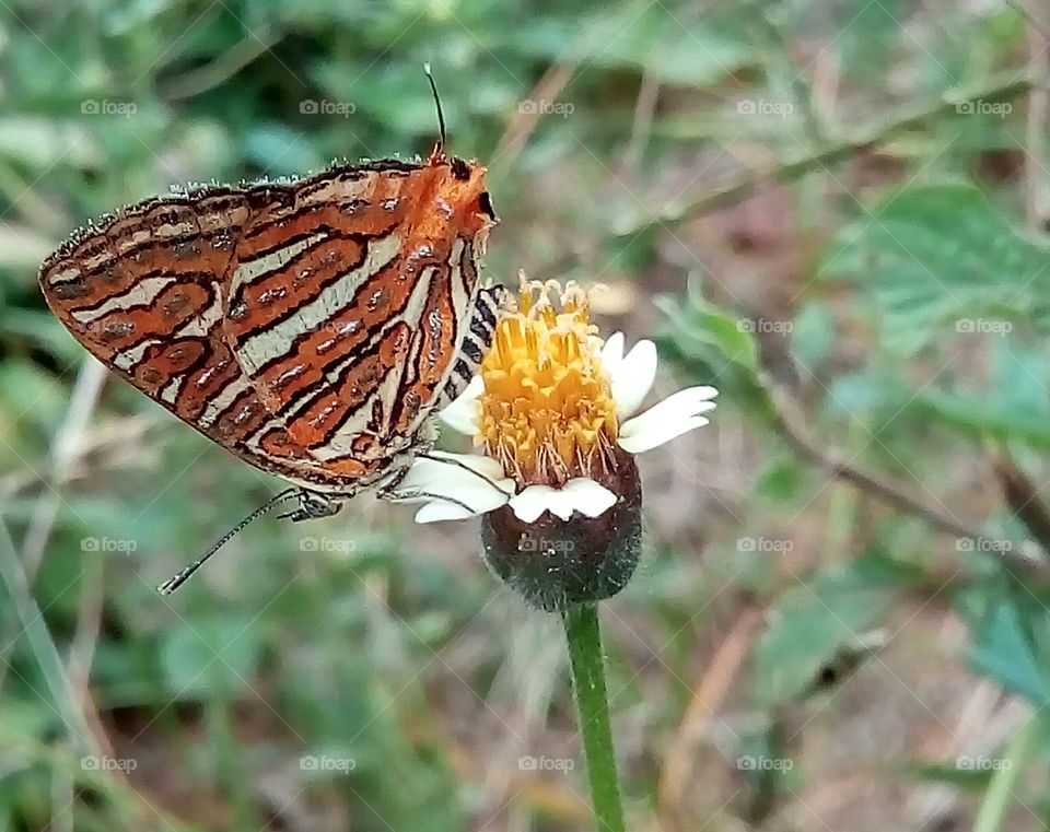 beautyful butterfly