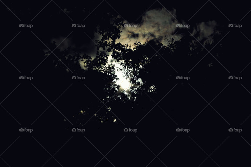 Sunset Between Trees