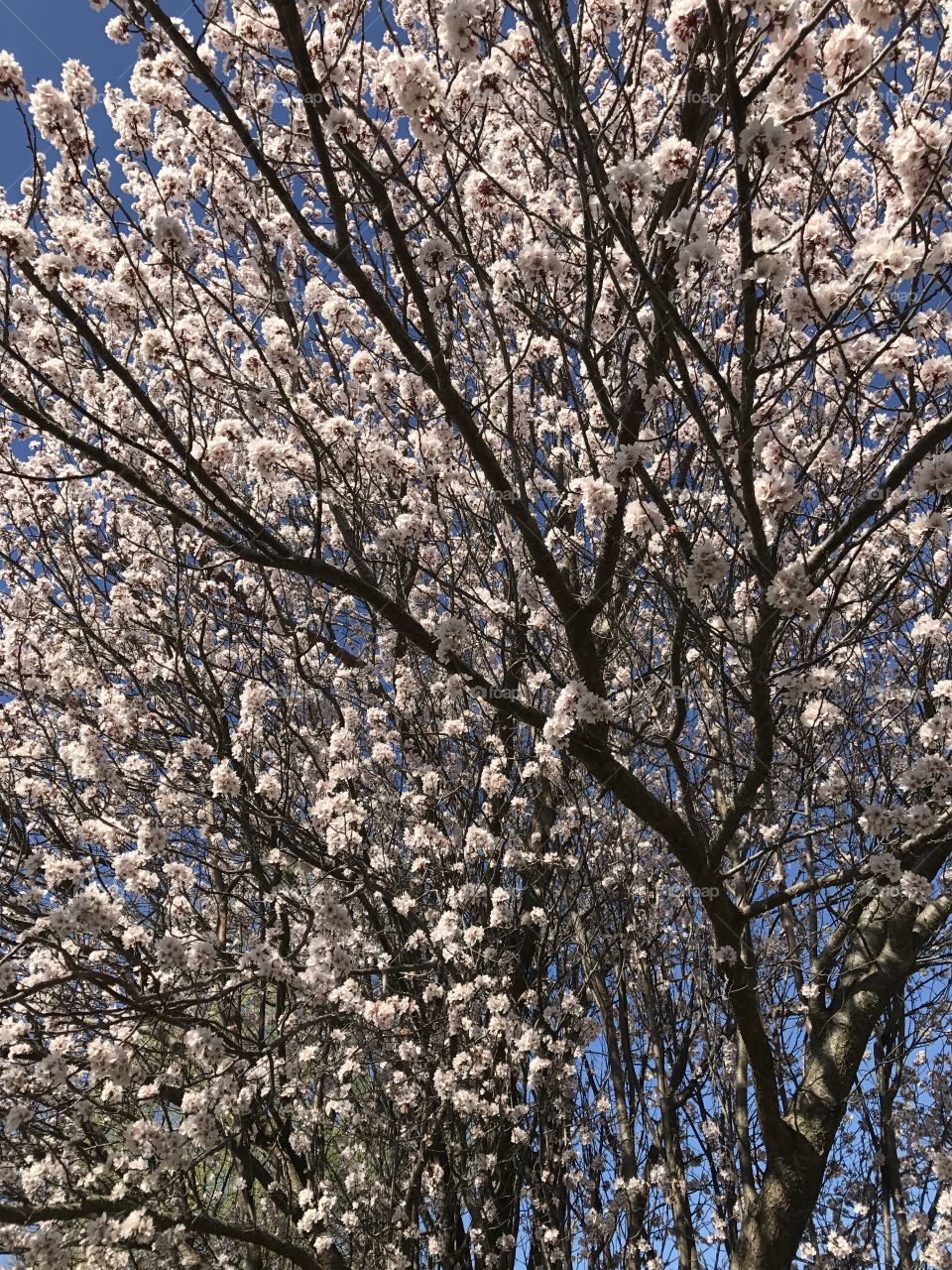 Tree blooms