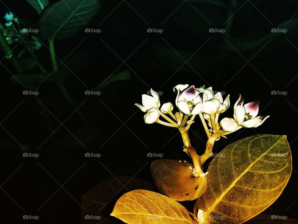 Flowers, Pond and Night