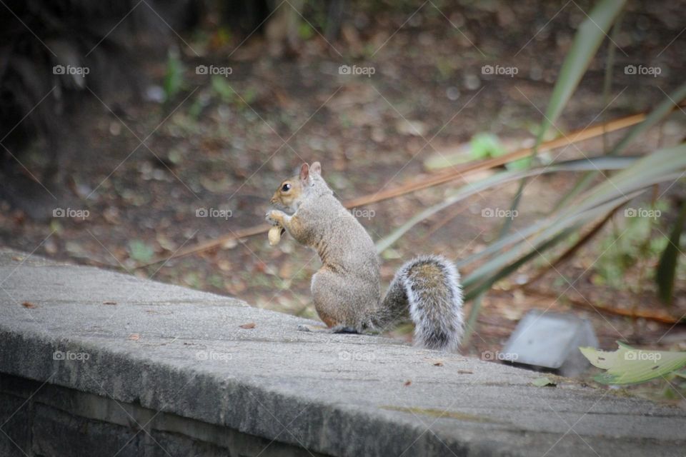 Cute squirrel