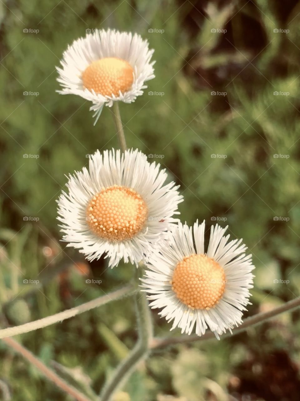 Little white daisy looking flowers 