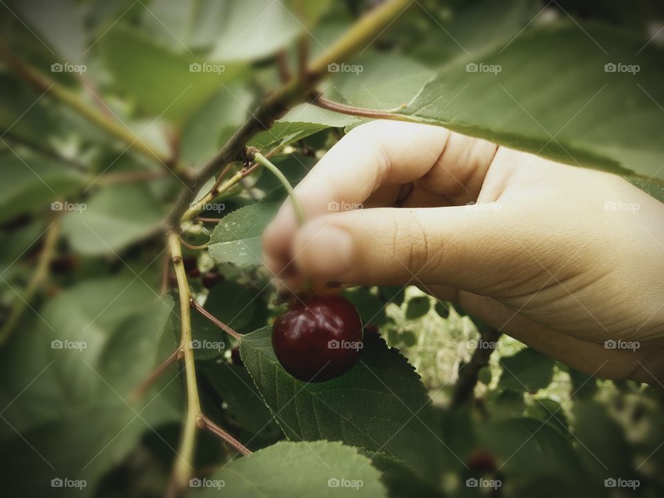 cherry in the garden
