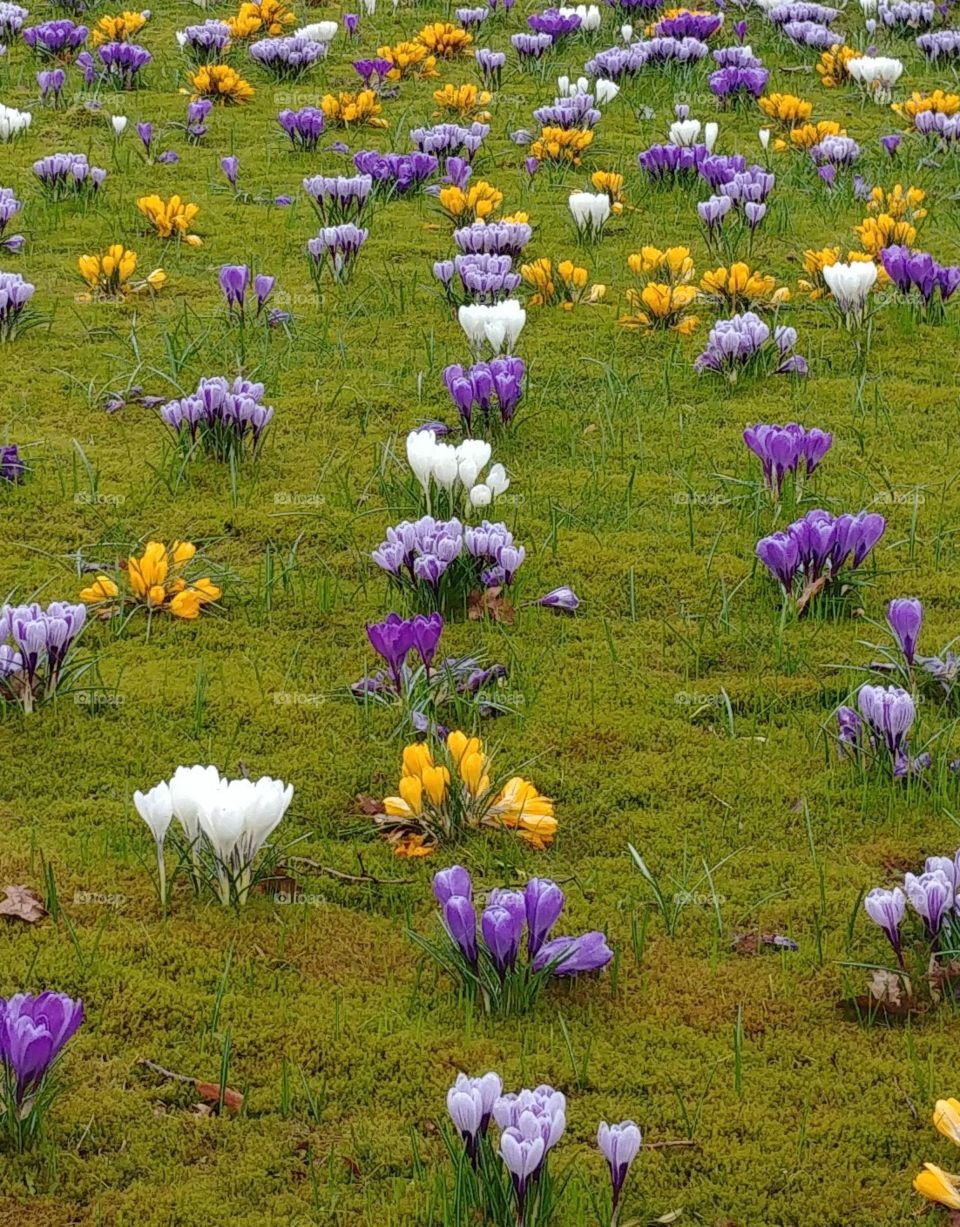 wiese frühling spring