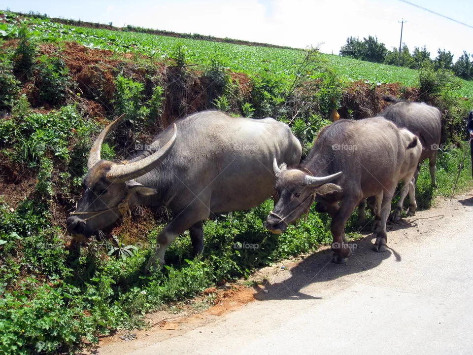 Mammal, Animal, Cow, Bull, Cattle