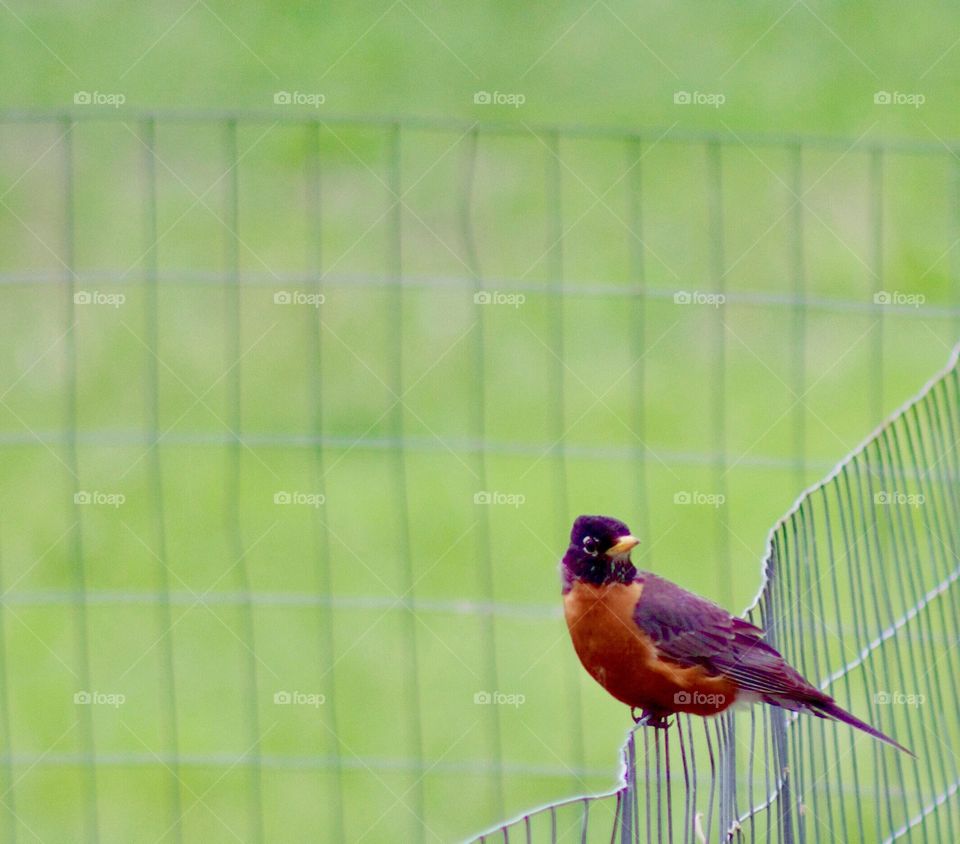 A robin perches on a wire fence