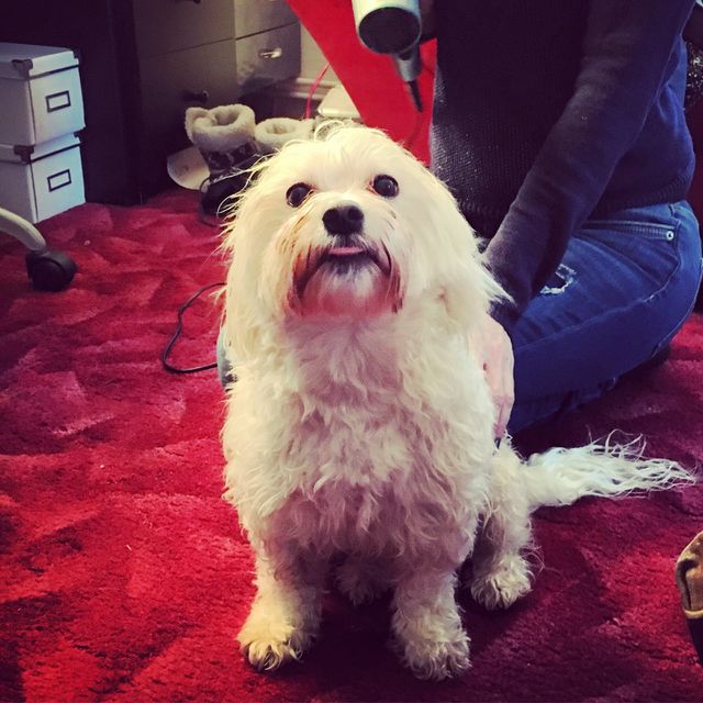 Dog