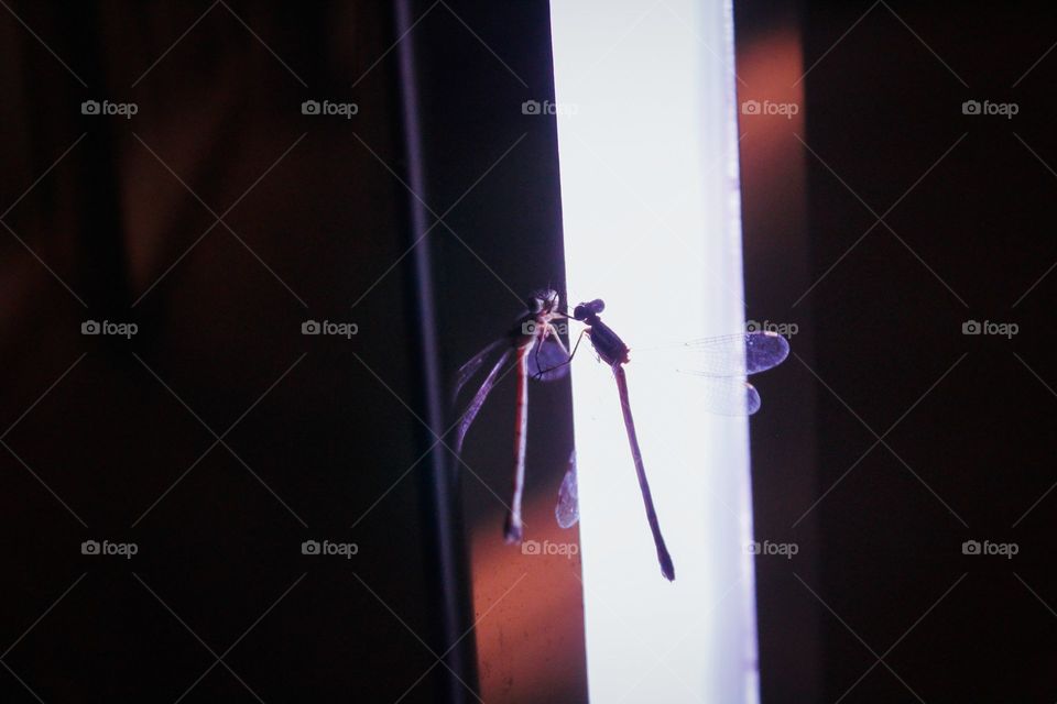 A dragonflies self reflection.