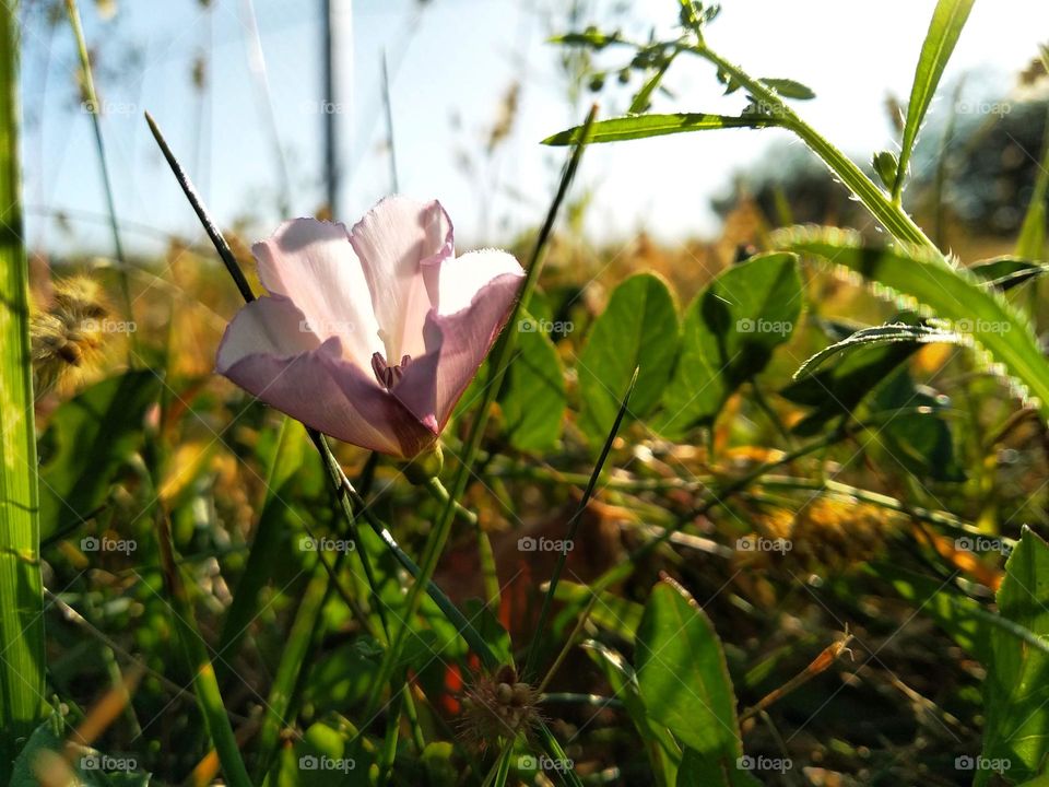 Convolvulus arvensis, the field bindweed, is a species of bindweed that is rhizomatous and is in the morning glory family