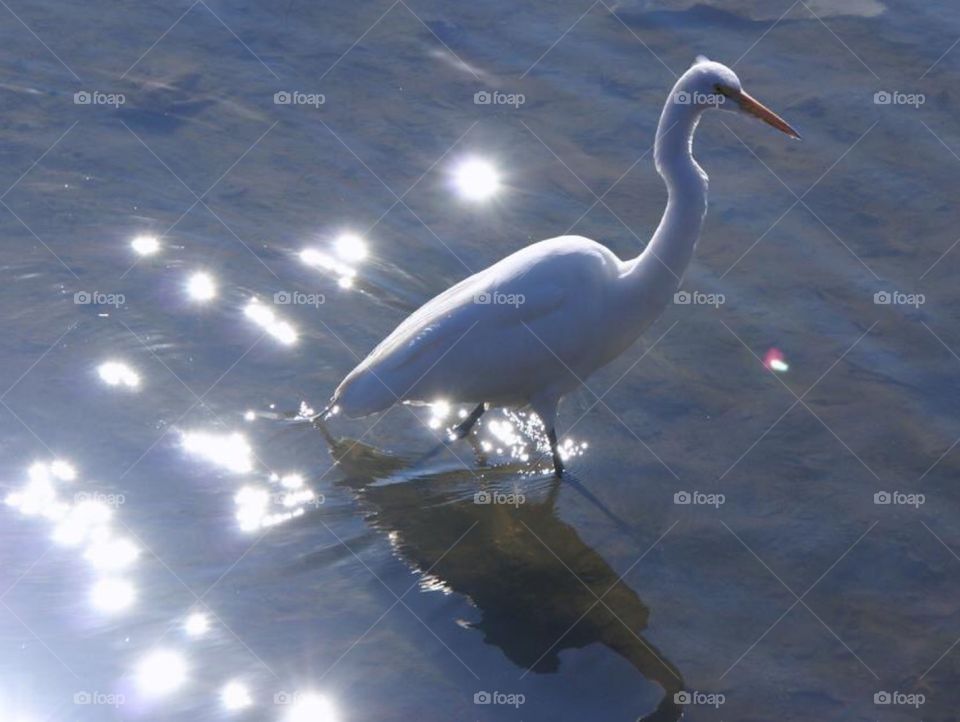 Sparkly egret