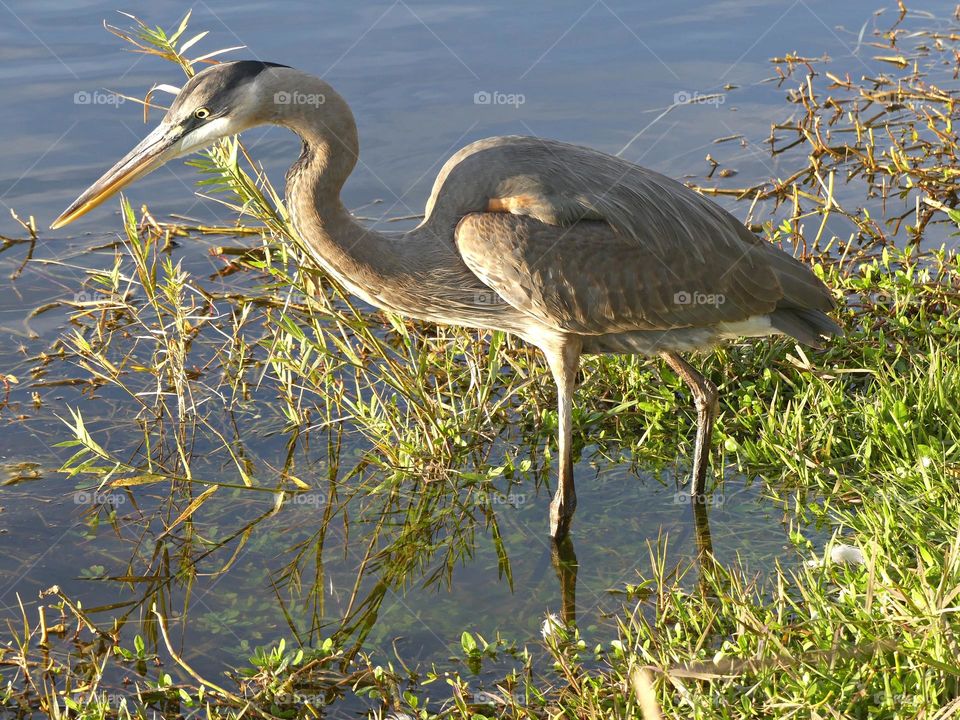 Best of 2021: Nature - Great Blue Herons are the kings of the wading birds! They wade in the shallows and are quite adept at catching frogs, crayfish and small fish