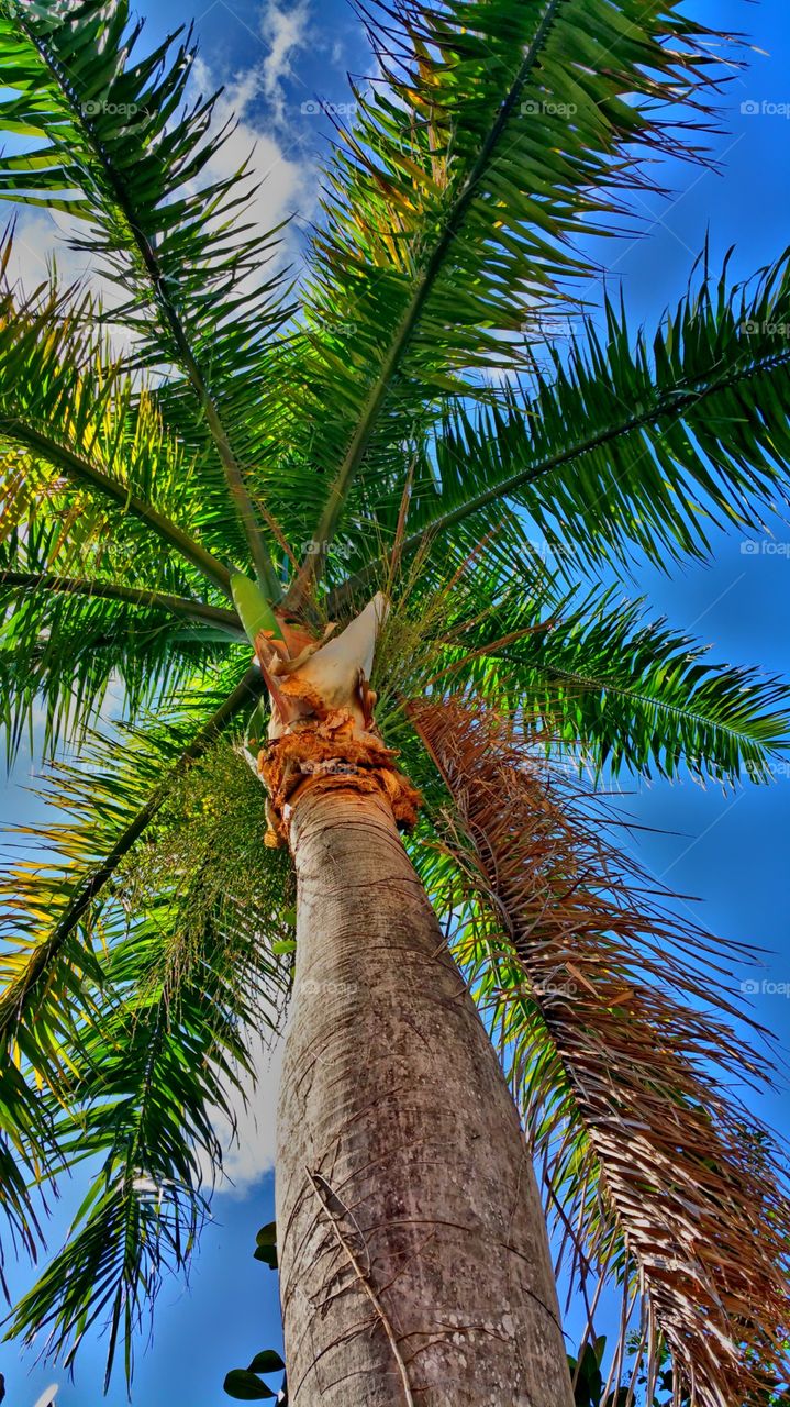 looking up. palm tree St George Amerindian gardens St Croix