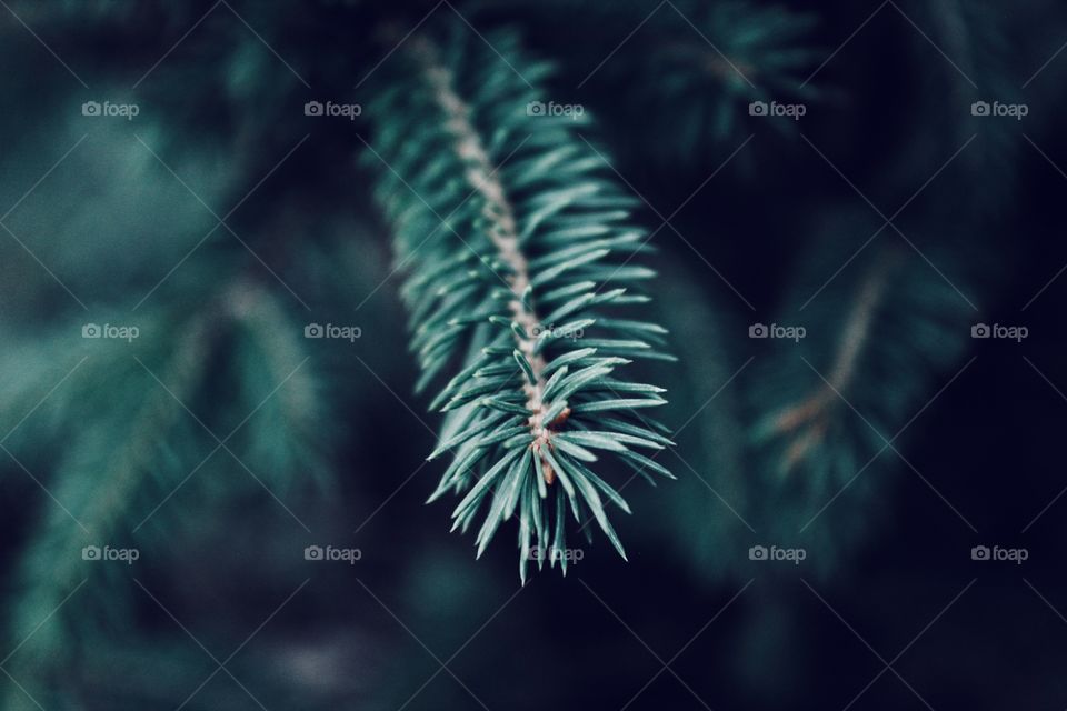 Green branch of pine tree