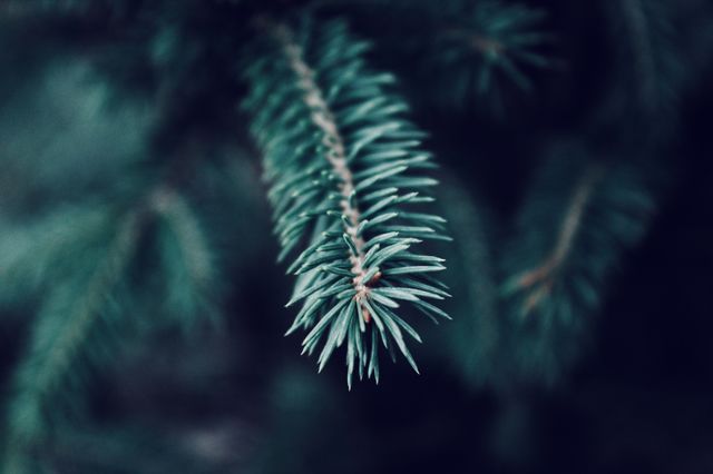 Green branch of pine tree