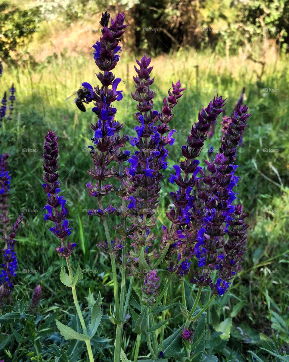 Blue flowers on the summer field