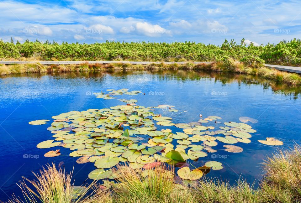 Lily flowers in small pond. Lily flowers in small pond on mountain with pine trees, summertime in Slovenia, Europe