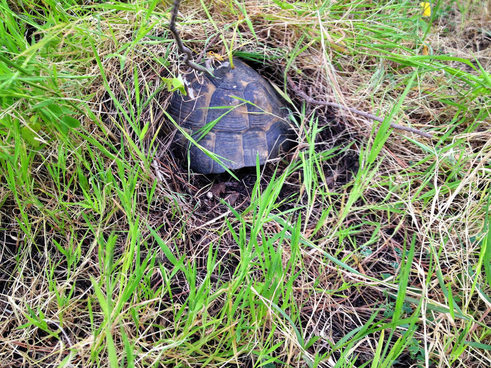 turtle sleeping in the grass...
