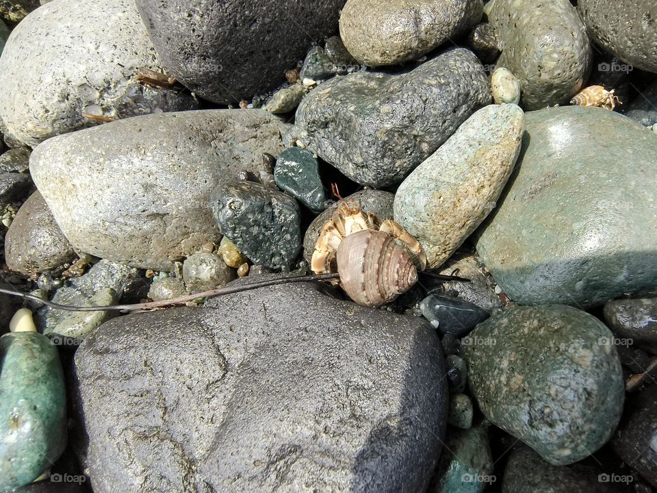 Hermit crab on a rock in the sea, closeup of photo