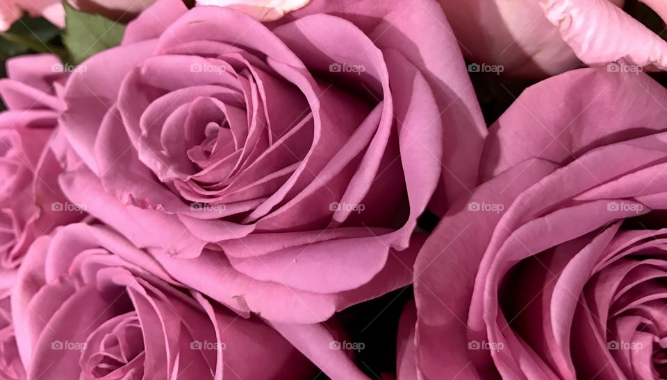 Pink Roses