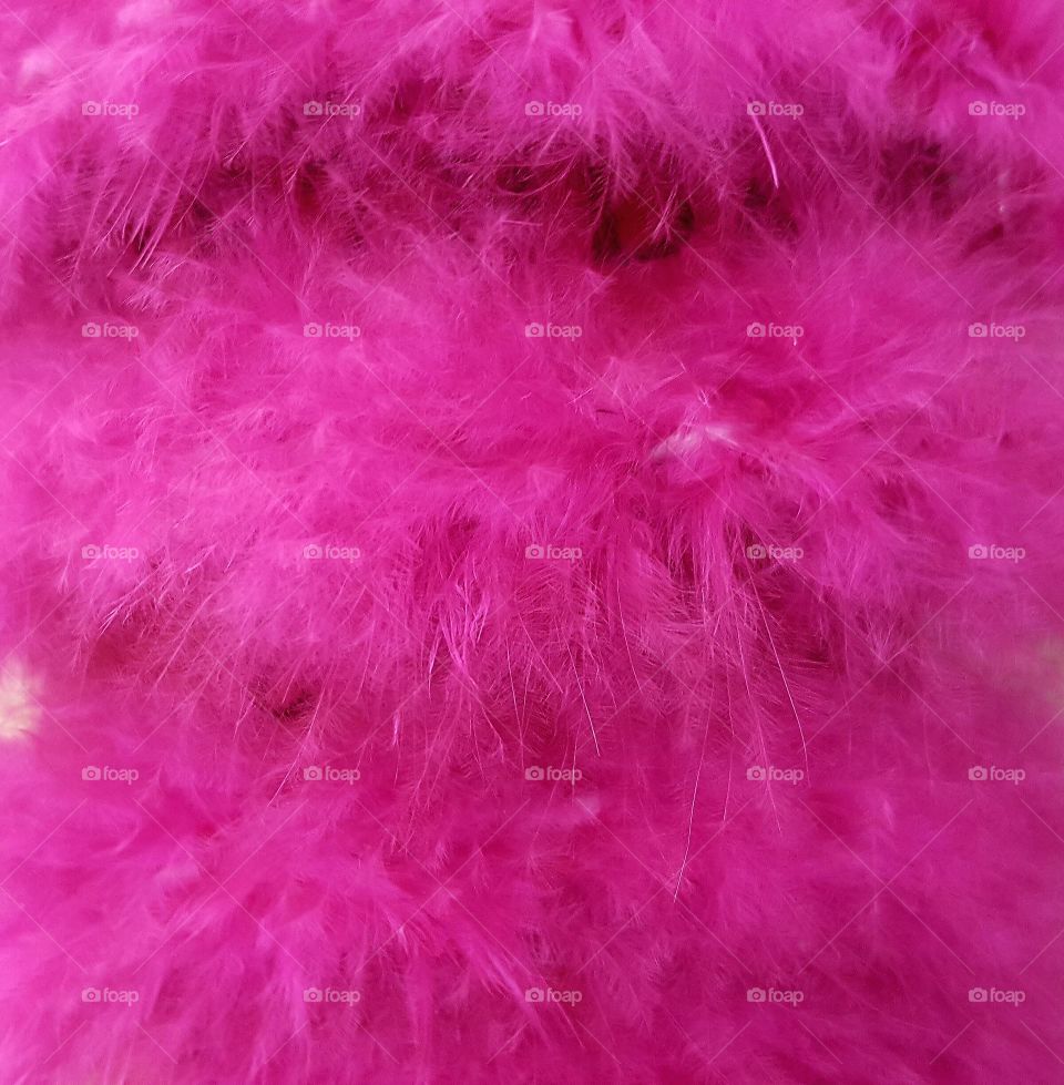 The Pink Feathers
