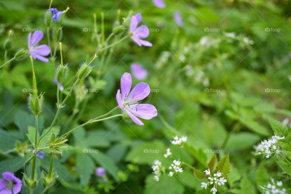 Random Weed Blowing in the Wind