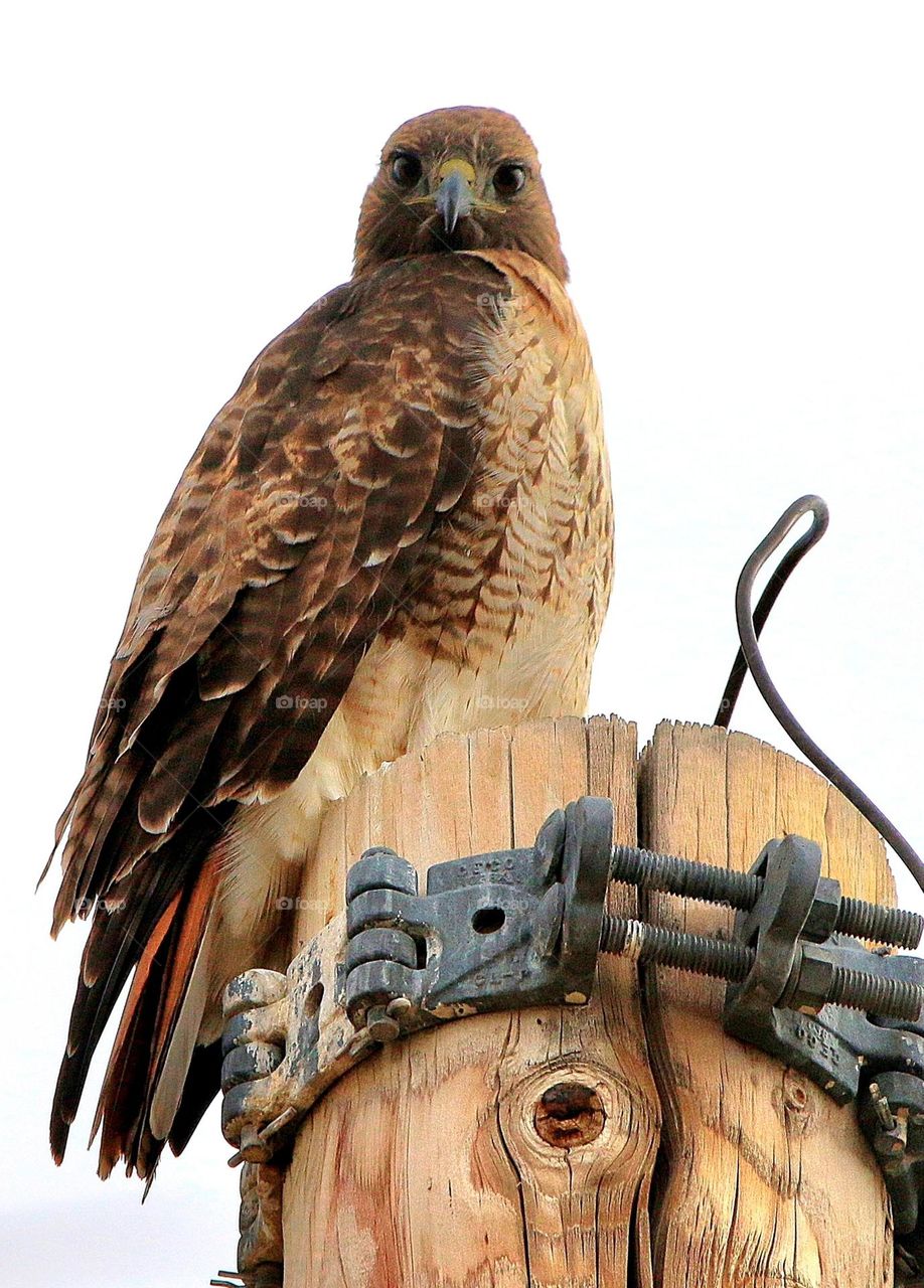 Red Tail Hawk on Pole