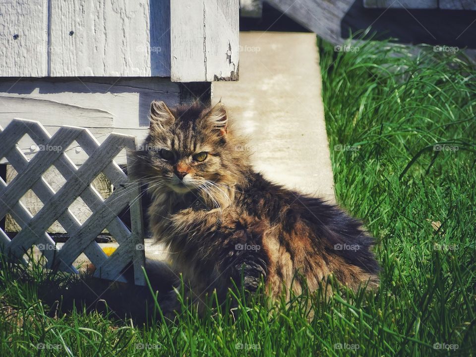 Pissed off cat