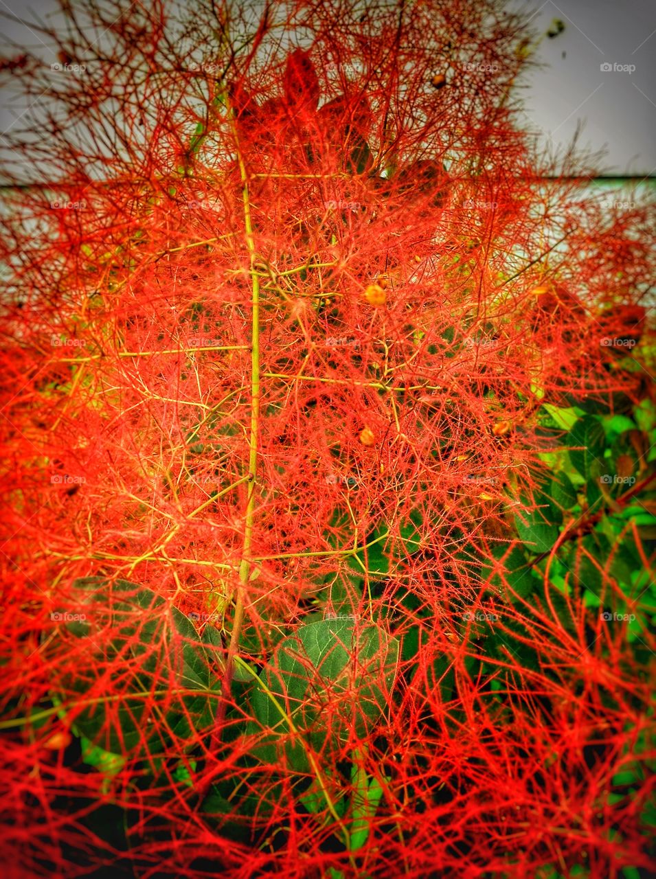 Smoke bush . A show of full redness.