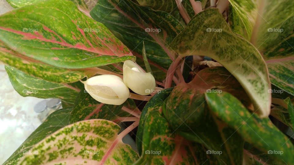 This plant displays a series of vibrant colorful foliage atop sturdy colorful