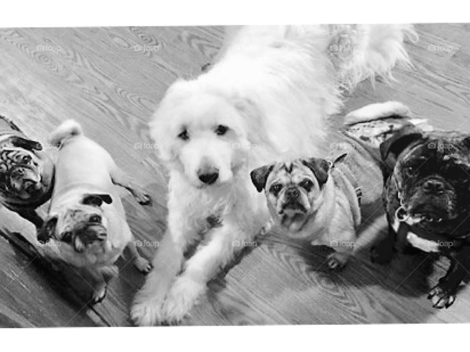 Rescues to the rescue