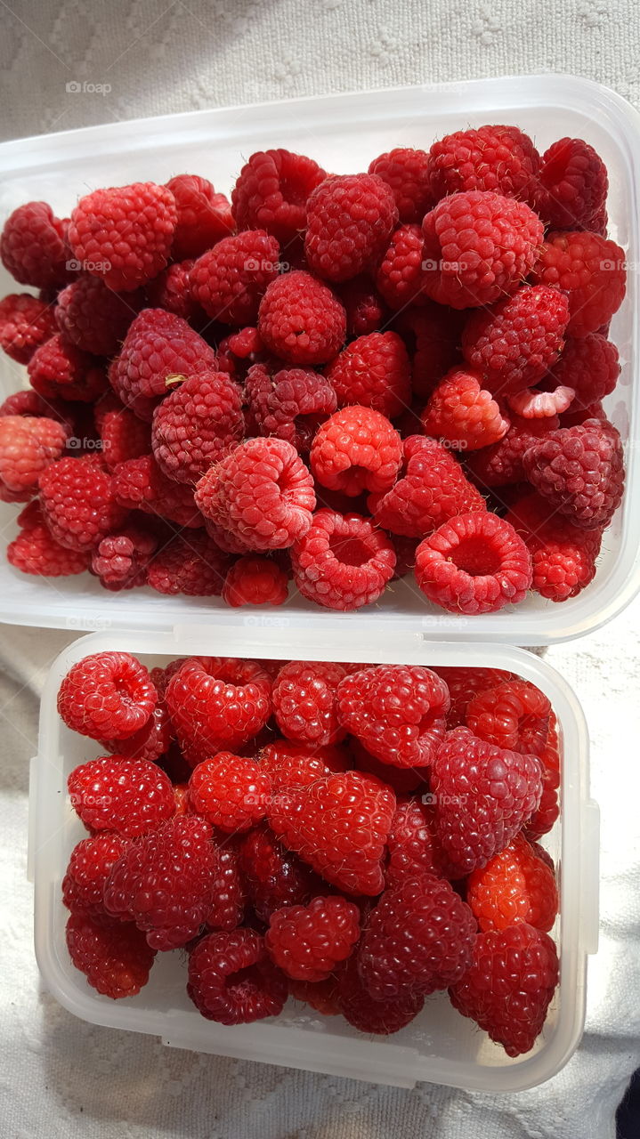 fresh raspberry