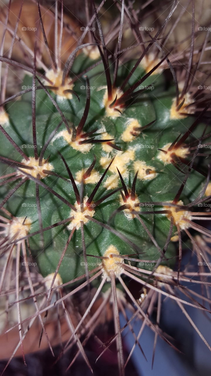 cactus