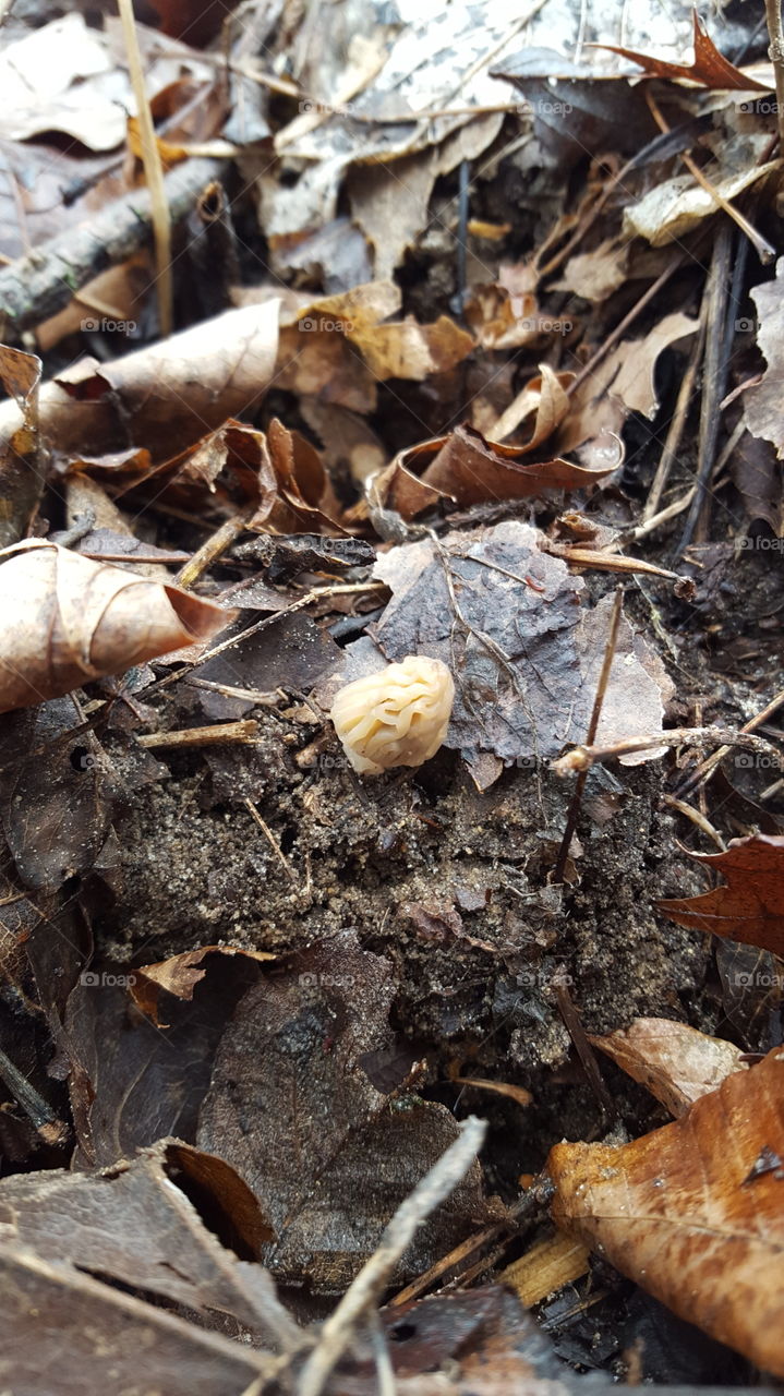 morel mushroom