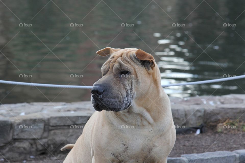 Sharpei