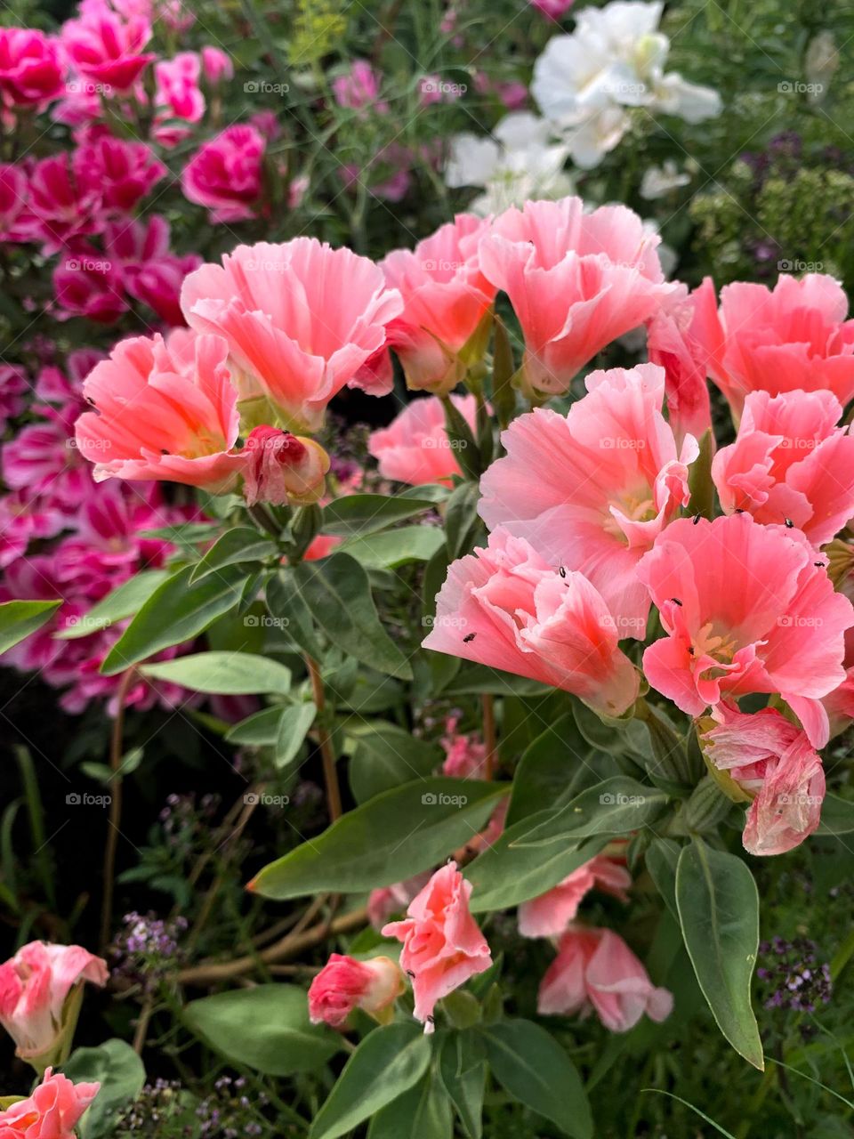 mobile photo of plants, pink flowers in the garden