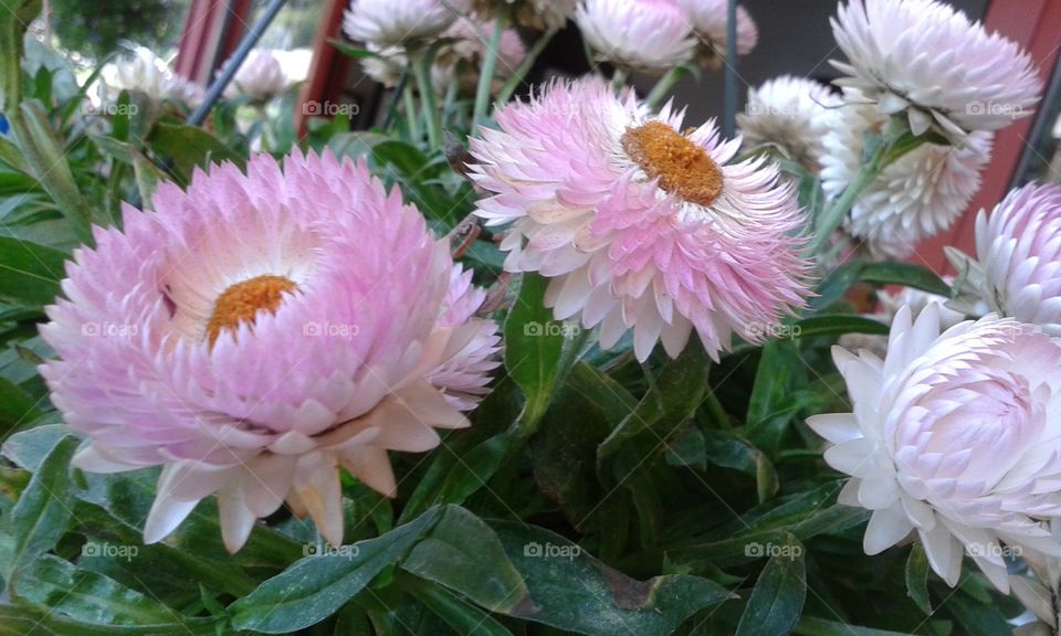 Nature, Flower, Flora, Garden, Summer