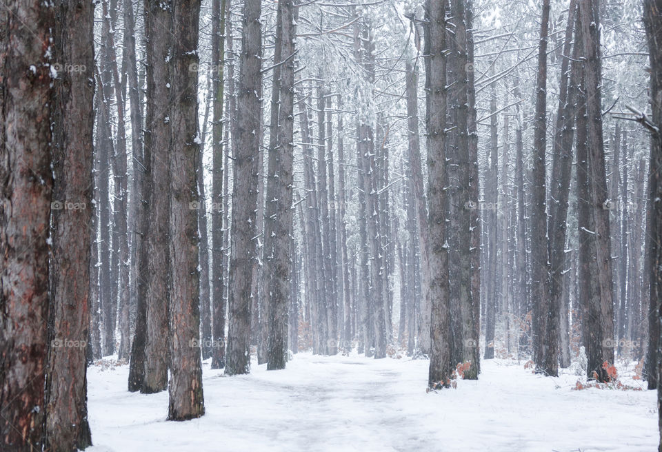 Forest during winter