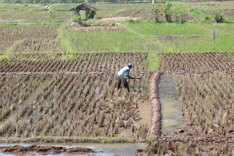 a farmer is working on his rice field