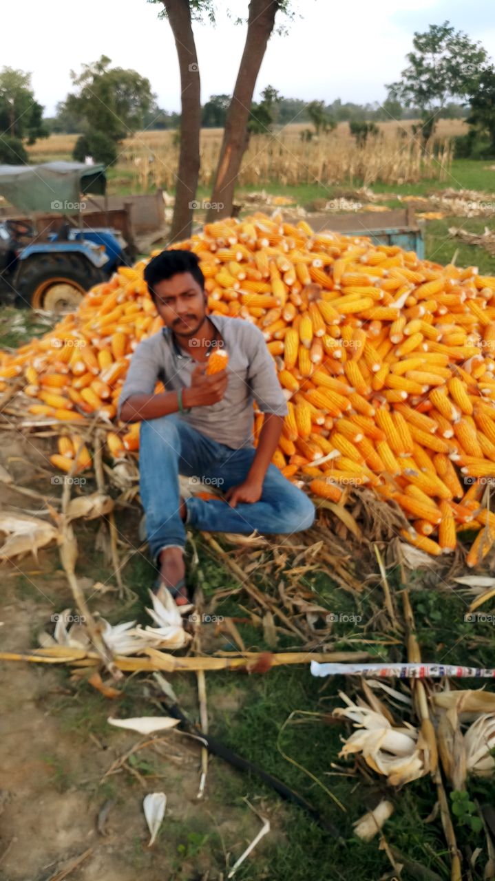 maize farming